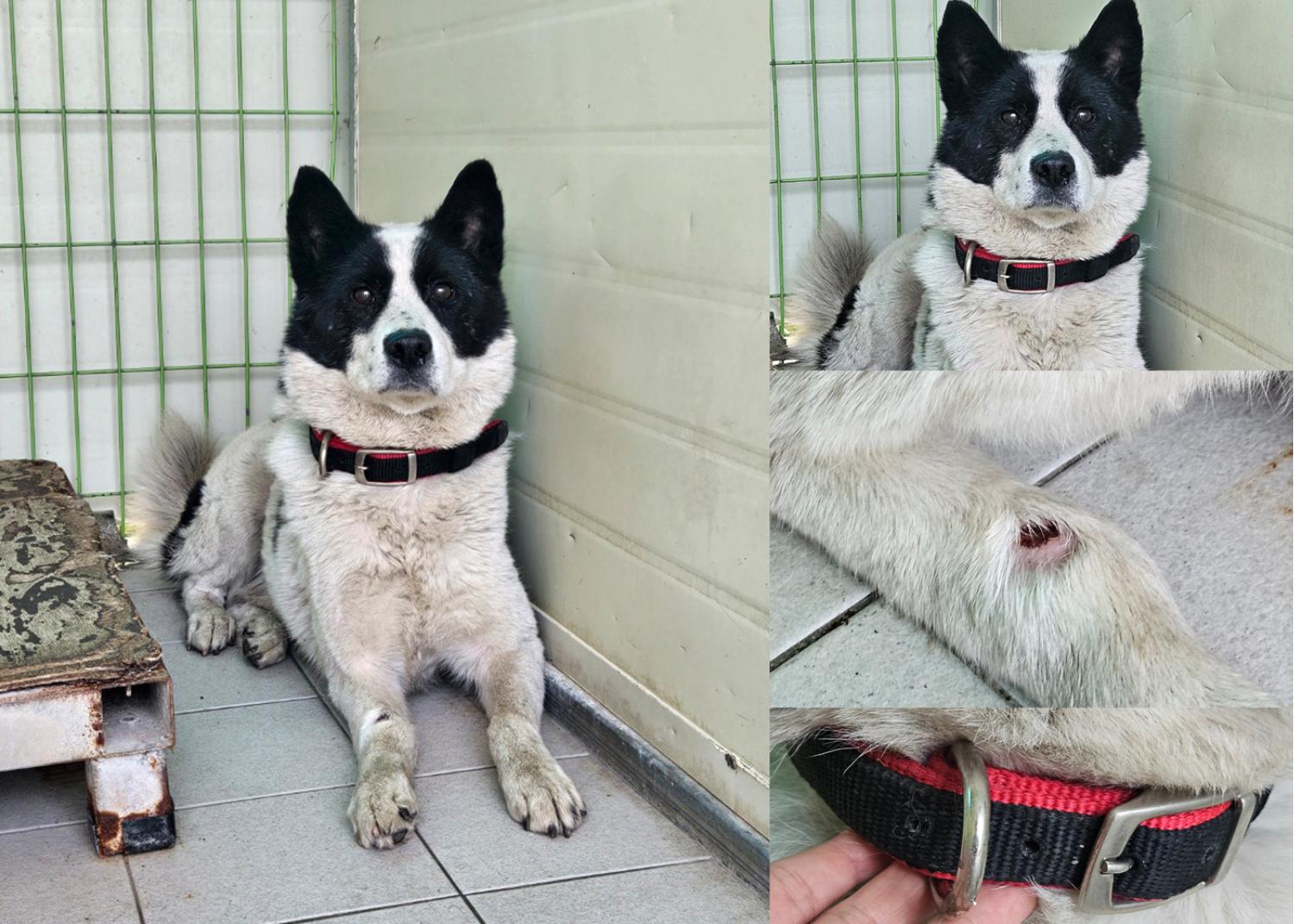 믹스견 이미지 파일 입니다.